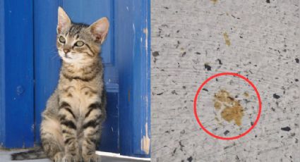 Gato cae a tina con material tóxico y causa pánico en Japón