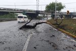 Tronco causa accidentes en avenida Morones Prieto, en Guadalupe