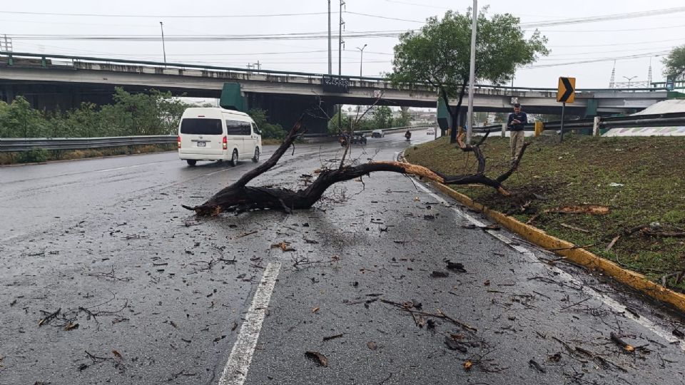 Tronco sobre avenida Morones Prieto