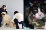 Inicia campaña de vacunación antirrábica para perros y gatos en NL