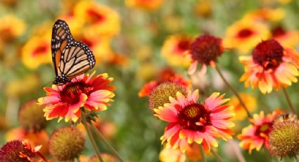 ¡Ya se va el frío! Entérate cuándo inicia la primavera en México