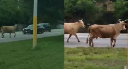 Vacas 'locas' sorprenden a conductores en Carretera Nacional