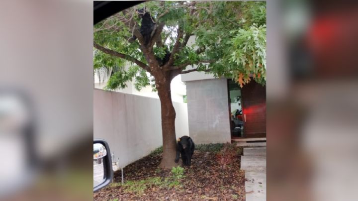 Avistan 4 osos en colonia Lomas del Hípico, Monterrey