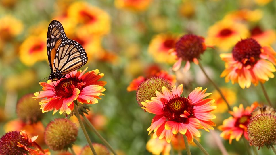 El equinoccio de primavera inicia en las próximas horas.