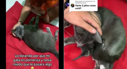 ‘Es que es primeriza’: Joven llora mientras su gatita da a luz