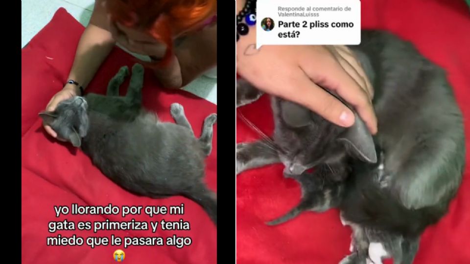 Usuaria de Tik Tok llora porque su gatita da a luz.