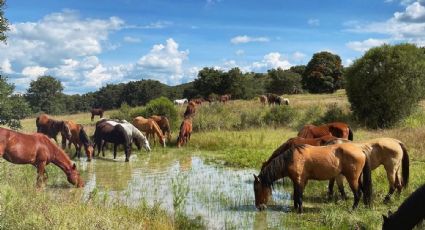 ¿Cuánto cuesta mantener los animales en Cuacolandia?