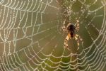 Muere niña de 2 años tras ser picada por una araña en Durango