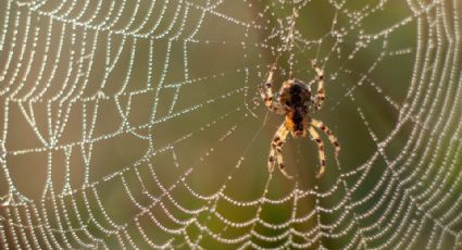 Muere niña de 2 años tras ser picada por una araña en Durango