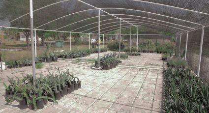 Abre la UANL jardín etnobiológico en Marín