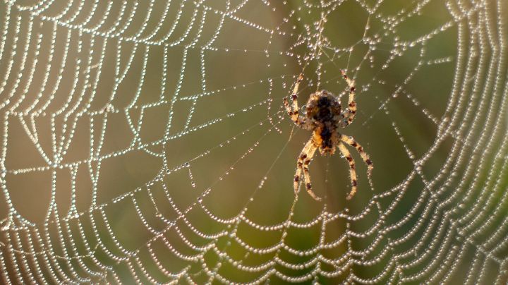 Muere niña de 2 años tras ser picada por una araña en Durango