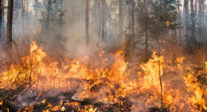 Semana Santa 2024: ¿Qué hacer para evitar incendios forestales?