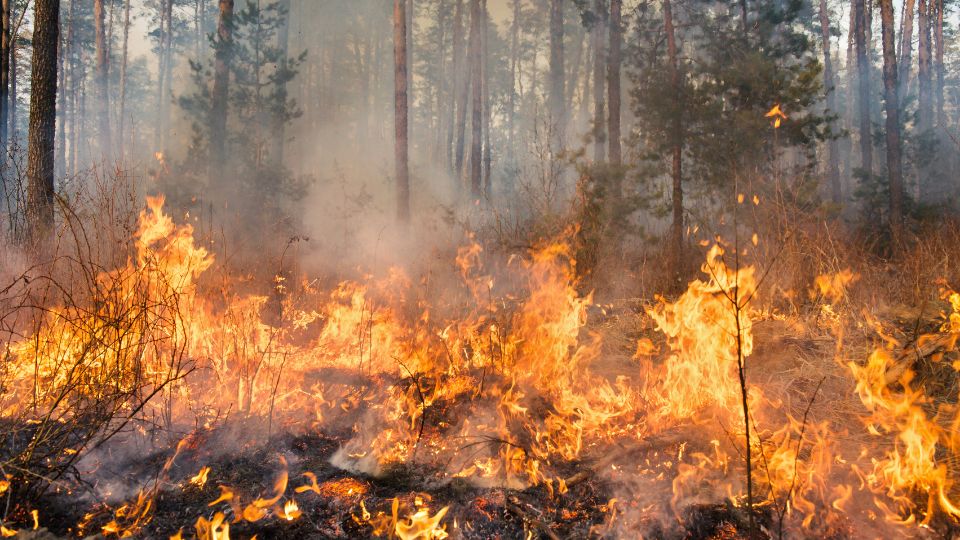 Incendio forestal