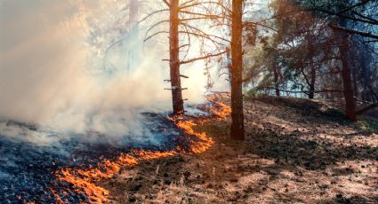 NL reitera prohibición de fogatas en zonas forestales e incrementa medidas