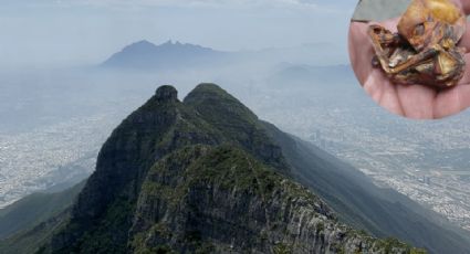 Revelan nuevas imágenes del extraño ser hallado en el Cerro de las Mitras