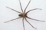 Araña violinista en México: ¿Cuándo comienza la temporada?