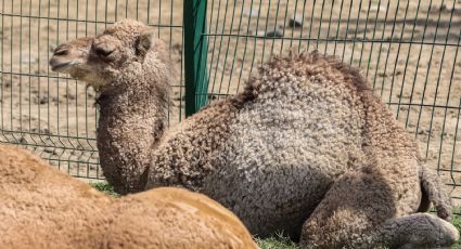 Zoológico La Pastora recibe a dromedario recién nacido, listo para ser visitado