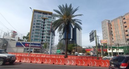 Marcan 9 palmeras para su retiro por obra de la Línea 4 del Metro en avenida San Jerónimo