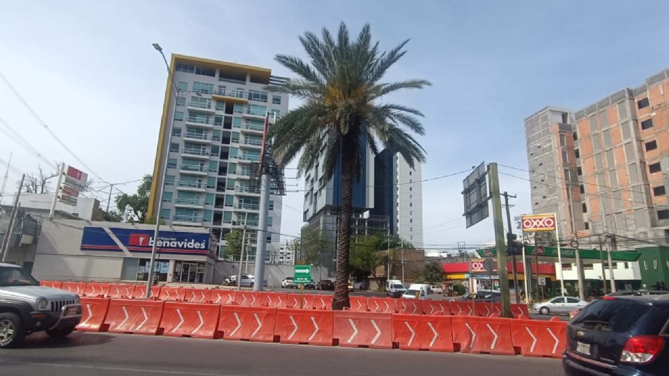 Palmera señalizada en avenida San Jerónimo.