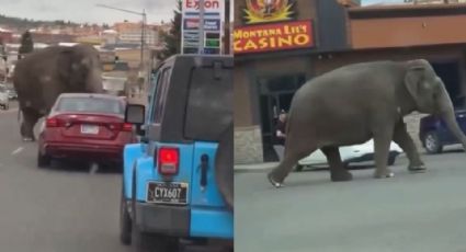 Video: Se escapa elefante de circo y deambula por calles de Montana