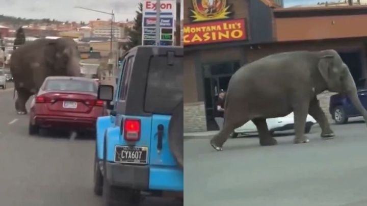 Video: Se escapa elefante de circo y deambula por calles de Montana