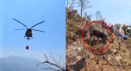 Video: Helicóptero 'baña' a perro mientras combatía incendios en Veracruz