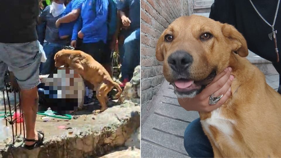 Perritos son rescatados de casa de feminicida de Camila