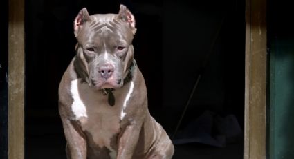 Muere bebé atacado por dos pitbulls en Italia