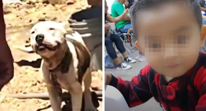 Pitbull mata a niño de 2 años en Jalisco; menor intentó acariciarlo