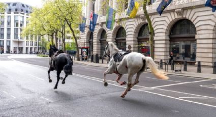 Caballos desbocados hieren a cuatro personas en Londres