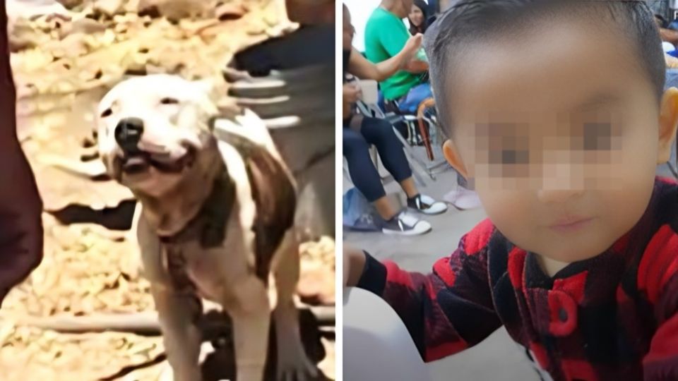 Niño muere tras ser atacado por un pitbull en Jalisco