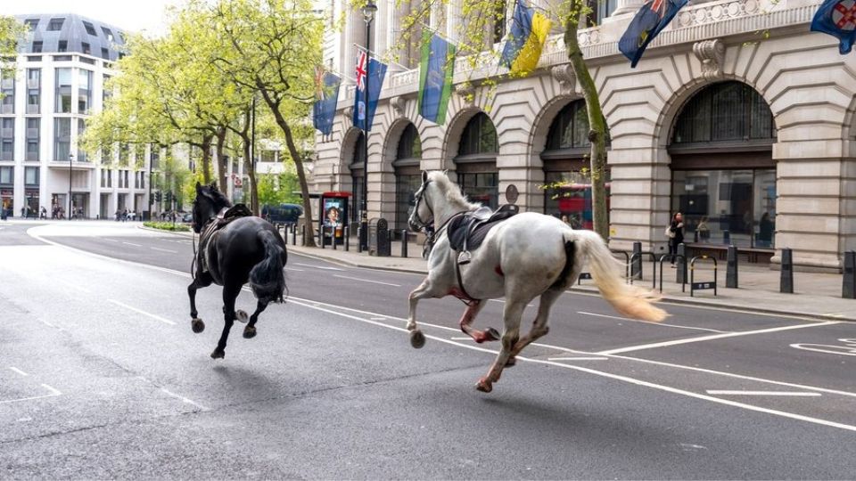 Caballos sueltos en Londres generan caos