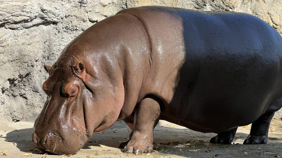 Gen-chan, un hipopótamo residente en el zoo Tennoji de Osaka | EFE/ Zoo De Tennoni