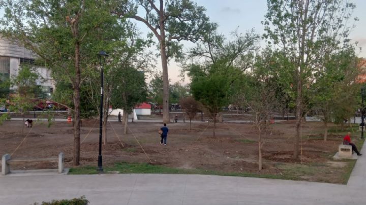 Suman 428 árboles trasplantados en La Alameda