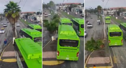 Camión sube a camellón, tira palmera, y huye en Juárez: Esto sabemos