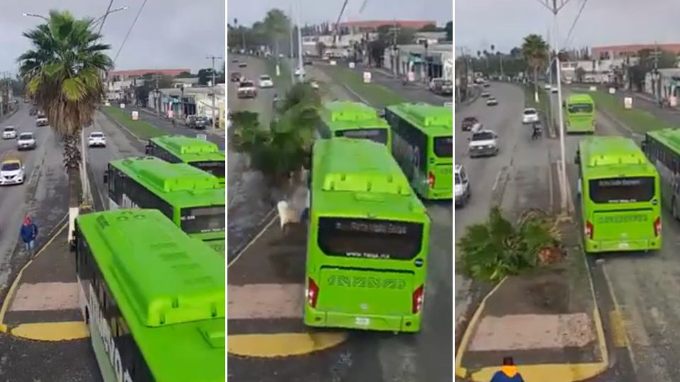 Camión del Estado se impacta con palmera en Juárez