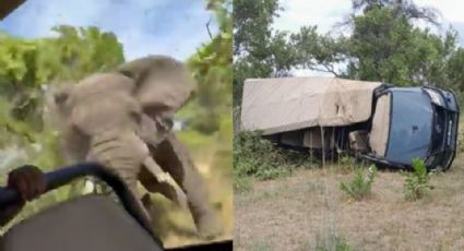 Video: Elefante ataca a turistas; muere abuelita de 80 años en Zambia