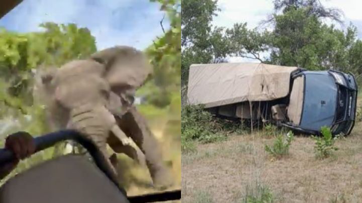 Video: Elefante ataca a turistas; muere abuelita de 80 años en Zambia