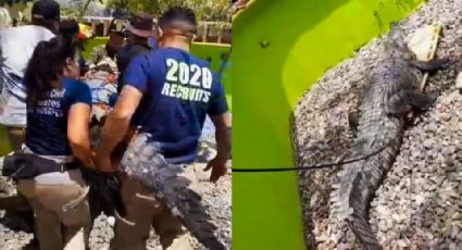 Video: Capturan enorme cocodrilo de 250 kilos en Puerto Vallarta; fue reubicado