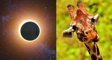 ¿Qué les pasa a los animales con un eclipse solar total según la ciencia?