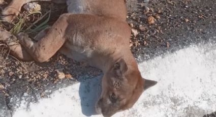 Encuentran puma atropellado y herido en autopista Lazaro Cardenas, en Zihuatanejo