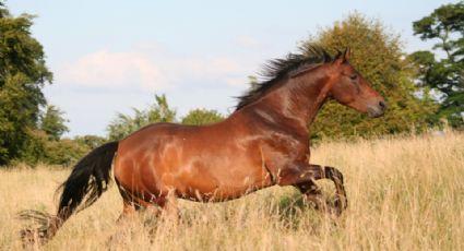 Australia realizará matanza aérea contra miles de caballos salvajes