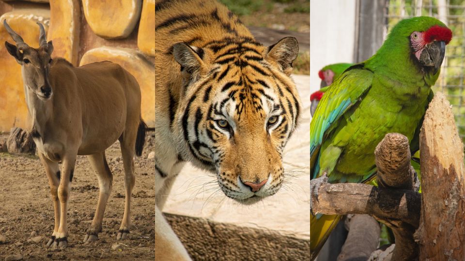 Animales en el parque La Pastora