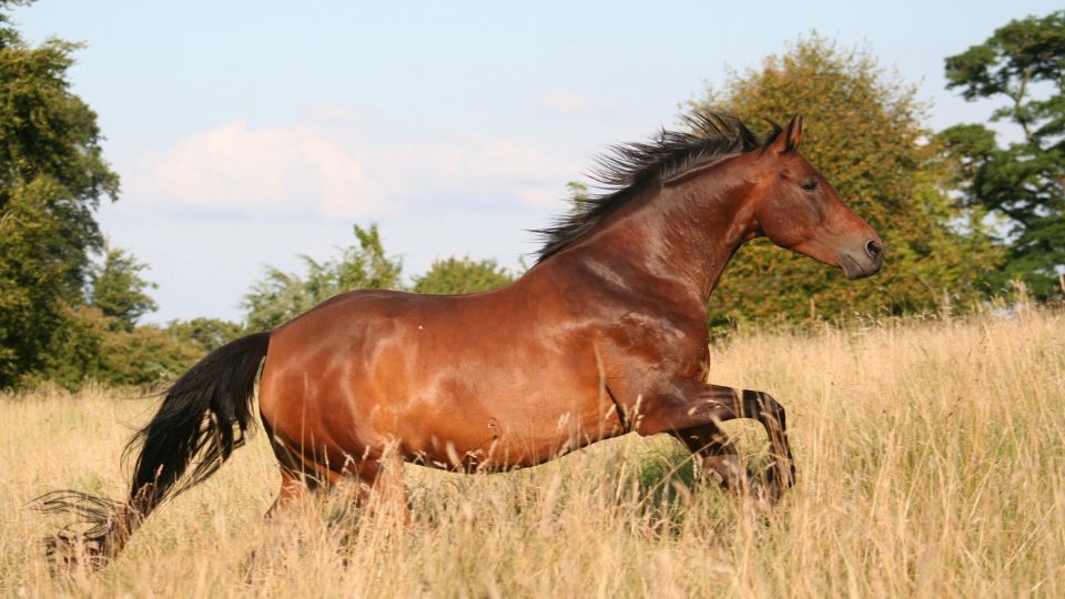 Caballo corriendo