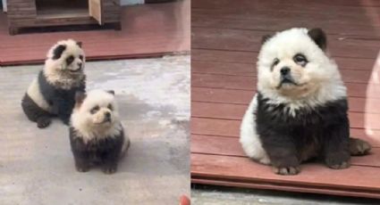 Zoológico chino engaña a visitantes; hace pasar a perritos por osos panda