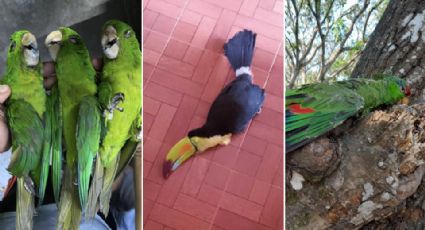 Ola de calor provoca muerte de aves en Tamaulipas y San Luis Potosí