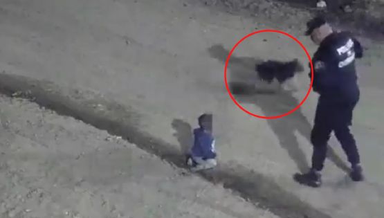 VIDEO: Captan a bebé gateando en la calle y siendo cuidado por un perrito, en Argentina
