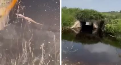 Video: Captan a cocodrilo bebé en canal de desagüe en Linares, NL