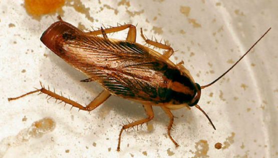 'Supercucaracha': ¿Cómo identificarlas y por qué son resistentes a los insecticidas comunes?