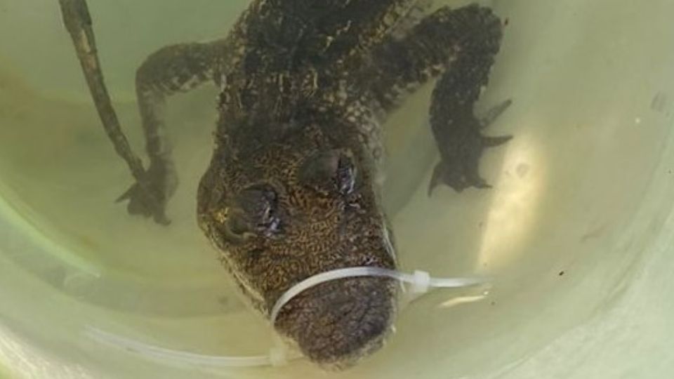 Caimán refrescándose en recipiente con agua